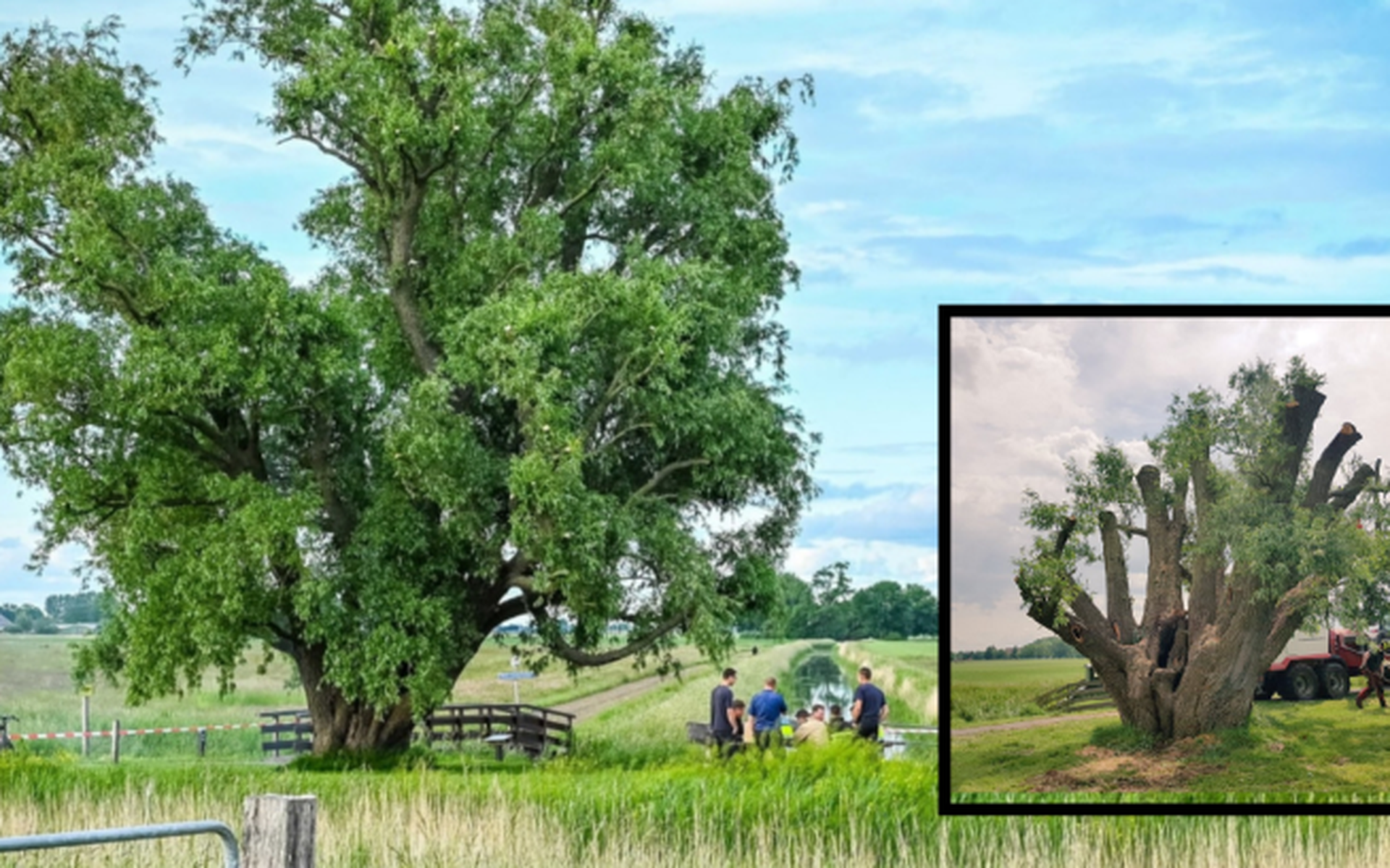 Video | Ultieme reddingspoging voor door brand verwoeste iconische, grote en 150 jaar oude boom op K