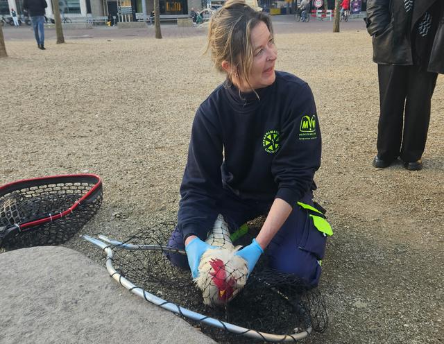Loslopende haan gevonden op de Grote Markt met koffer en briefje. ‘Dachten dat het 1 aprilgrap was’