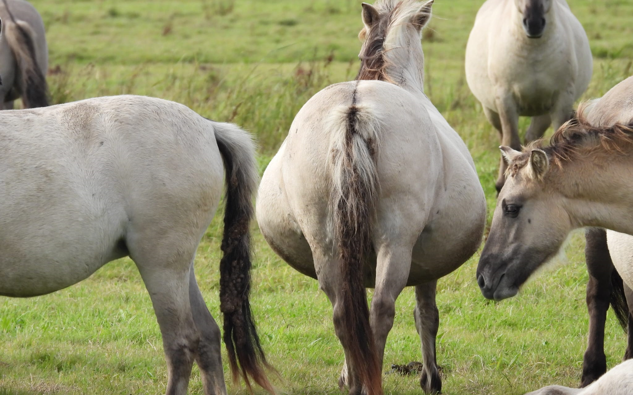 Zorgen over konikpaarden Lauwersmeer: voor 1 december moeten ze weg, bestemming onbekend