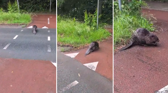 Video | Marloes ziet voor haar auto een bever oversteken in Groningen. ‘Holy shit, gaaf!’