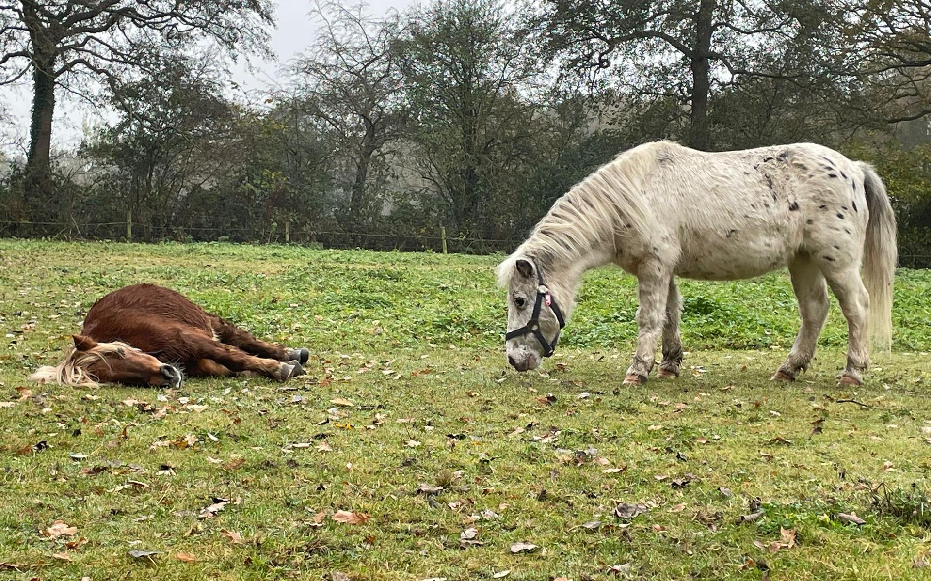 'Verwaarloosde' pony overleden in Haren. Eigenaar is bekende van de inspectie en politie