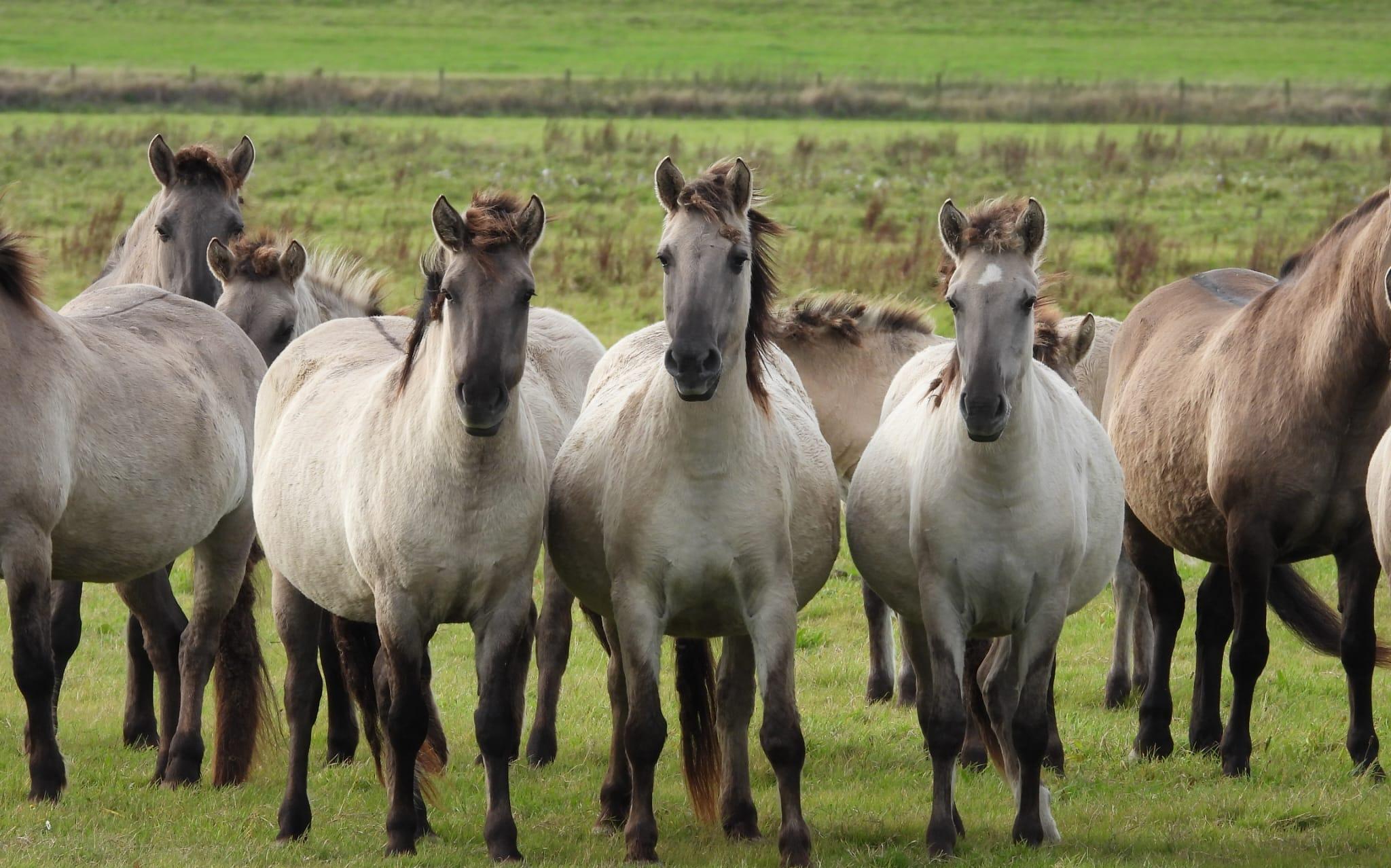Staatsbosbeheer slacht 28 konikpaarden in Lauwersmeergebied. 'De drachtige merries hebben een andere